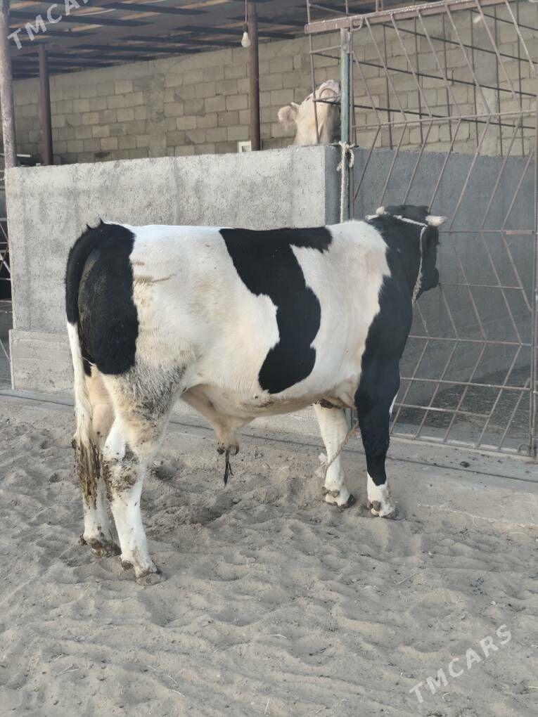 ÕKZ BAKYLAN - Анев - img 9