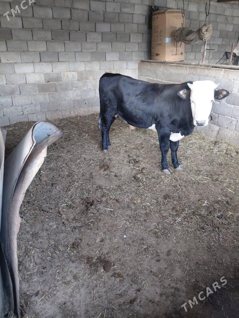 öküz - Ak bugdaý etraby - img 1