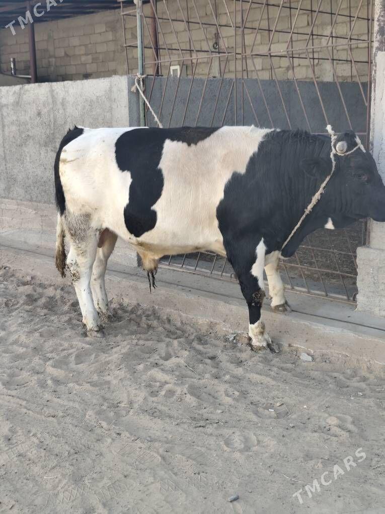 ÕKZ BAKYLAN - Анев - img 3