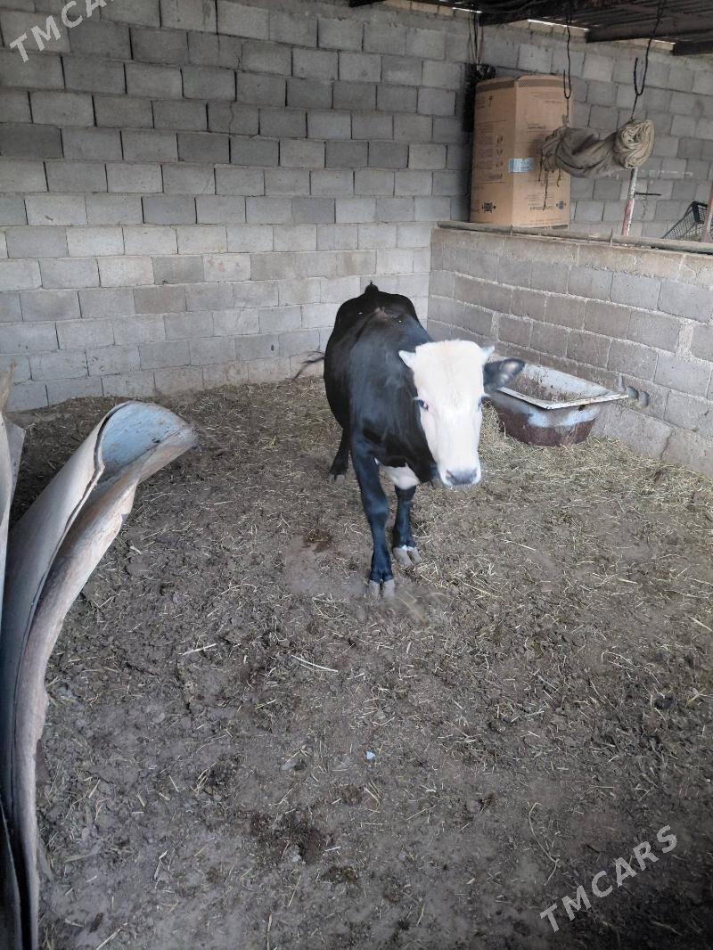 öküz - Ak bugdaý etraby - img 6