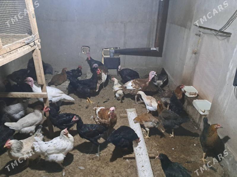 индюк - Туркменабат - img 2