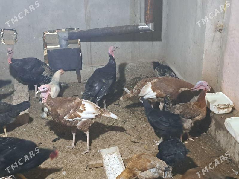 индюк - Туркменабат - img 1