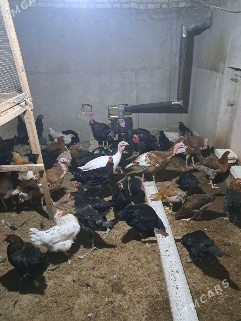 индюк - Туркменабат - img 4