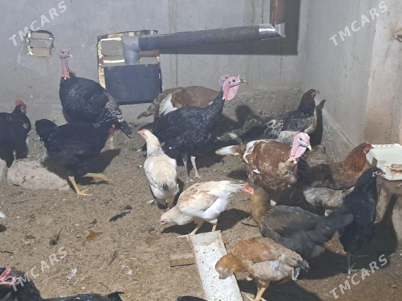 индюк - Туркменабат - img 5