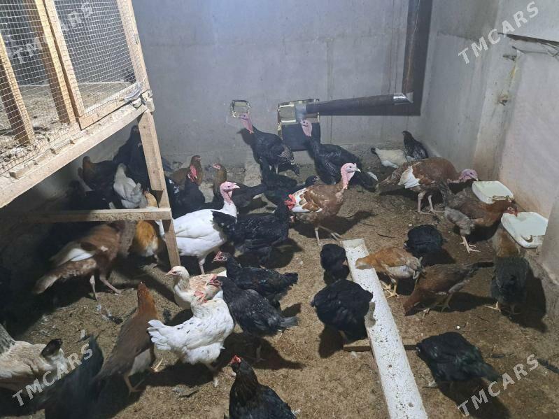 индюк - Туркменабат - img 3