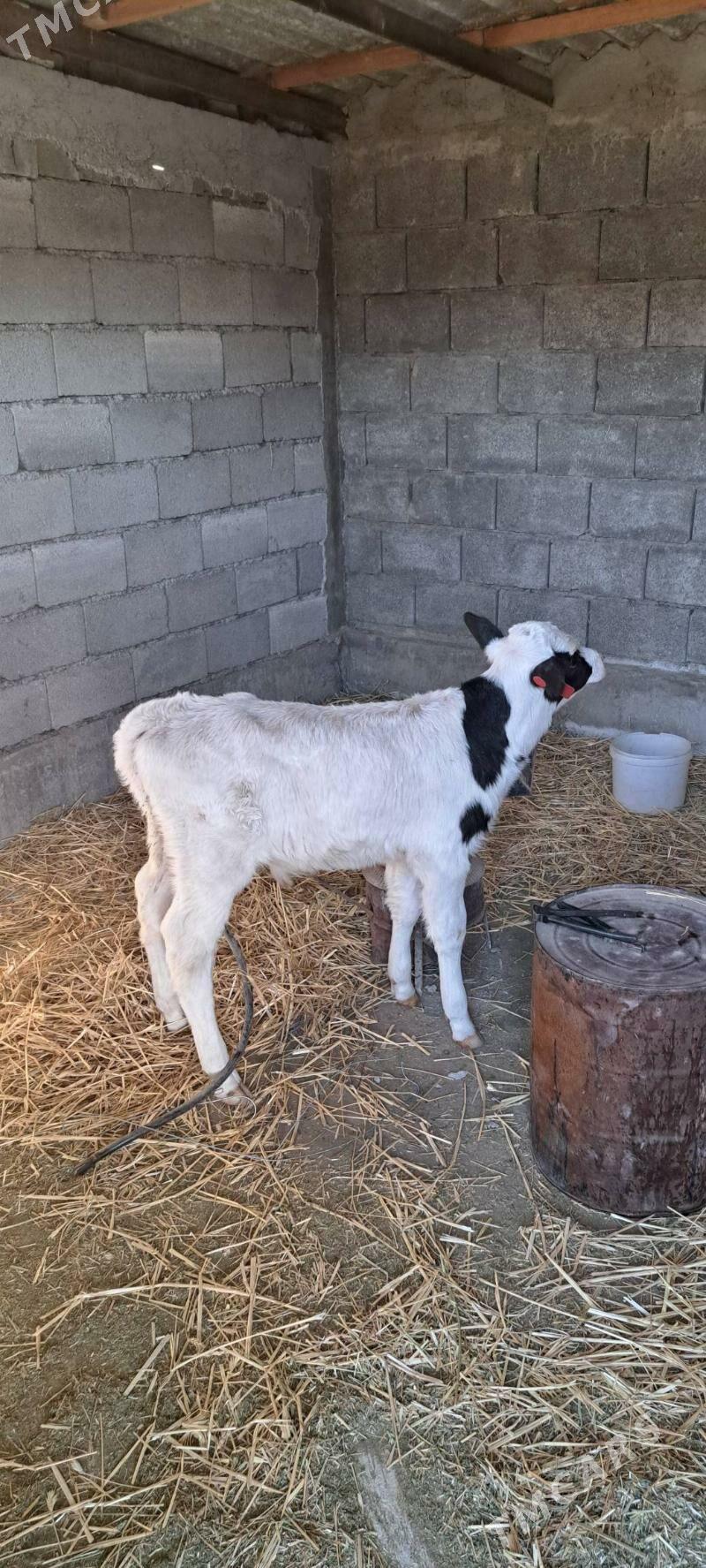 Gole Galesdeyin - Гёкдепе - img 2