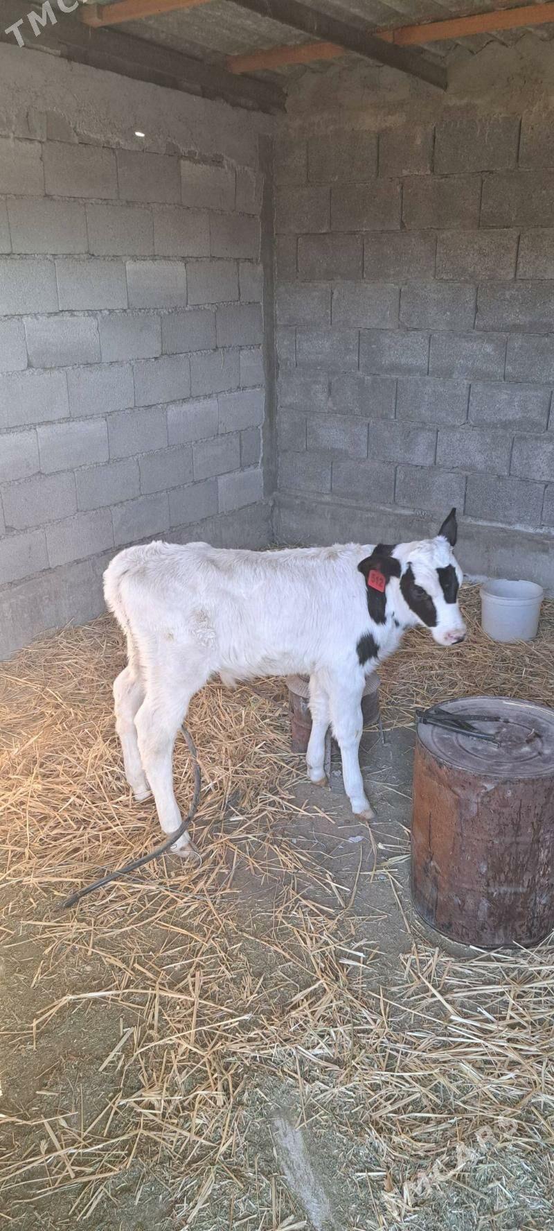 Gole Galesdeyin - Гёкдепе - img 1