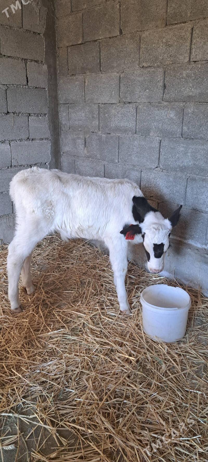 Gole Galesdeyin - Гёкдепе - img 3