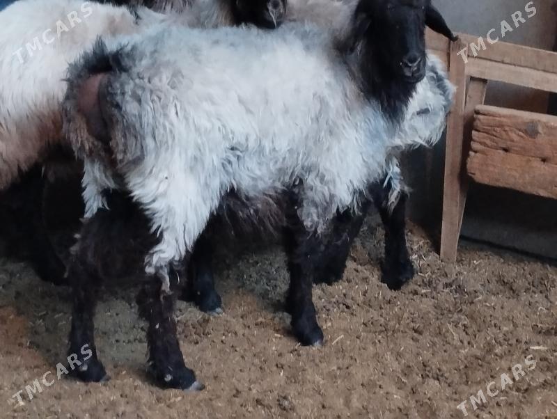 gysyr goýun - Ашхабад - img 2