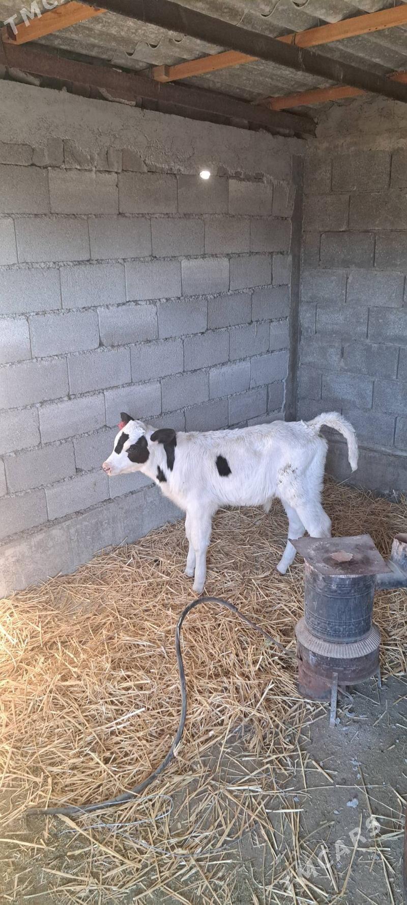 Gole Galesdeyin - Гёкдепе - img 4