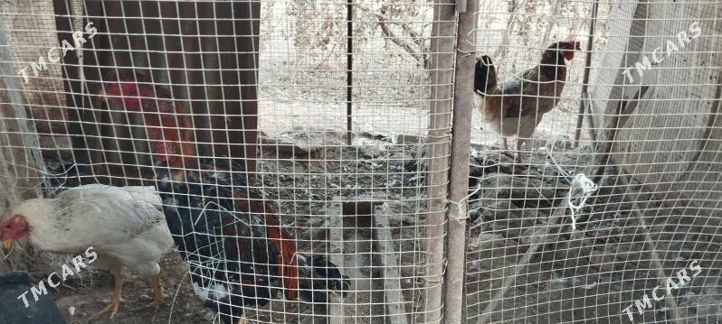 horaz - Дарганата - img 3