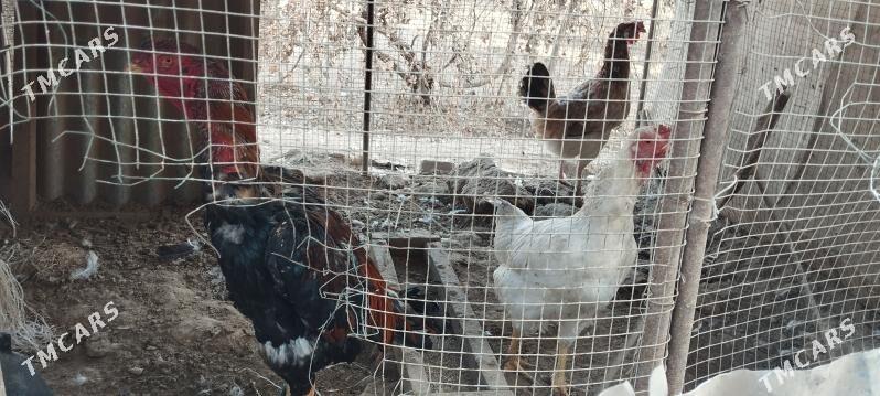 horaz - Дарганата - img 5