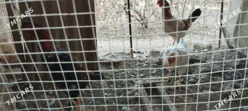 horaz - Дарганата - img 4