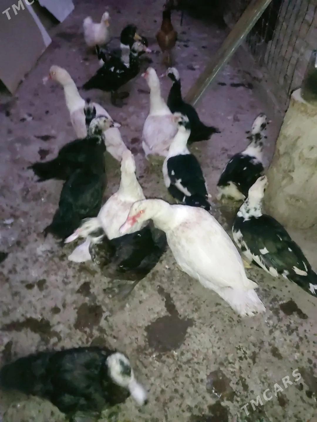 muskus - Чарджоу - img 1