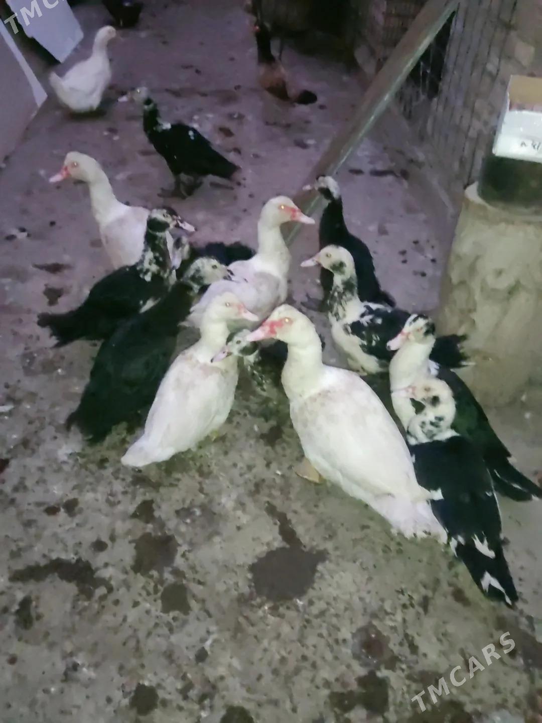 muskus - Чарджоу - img 2