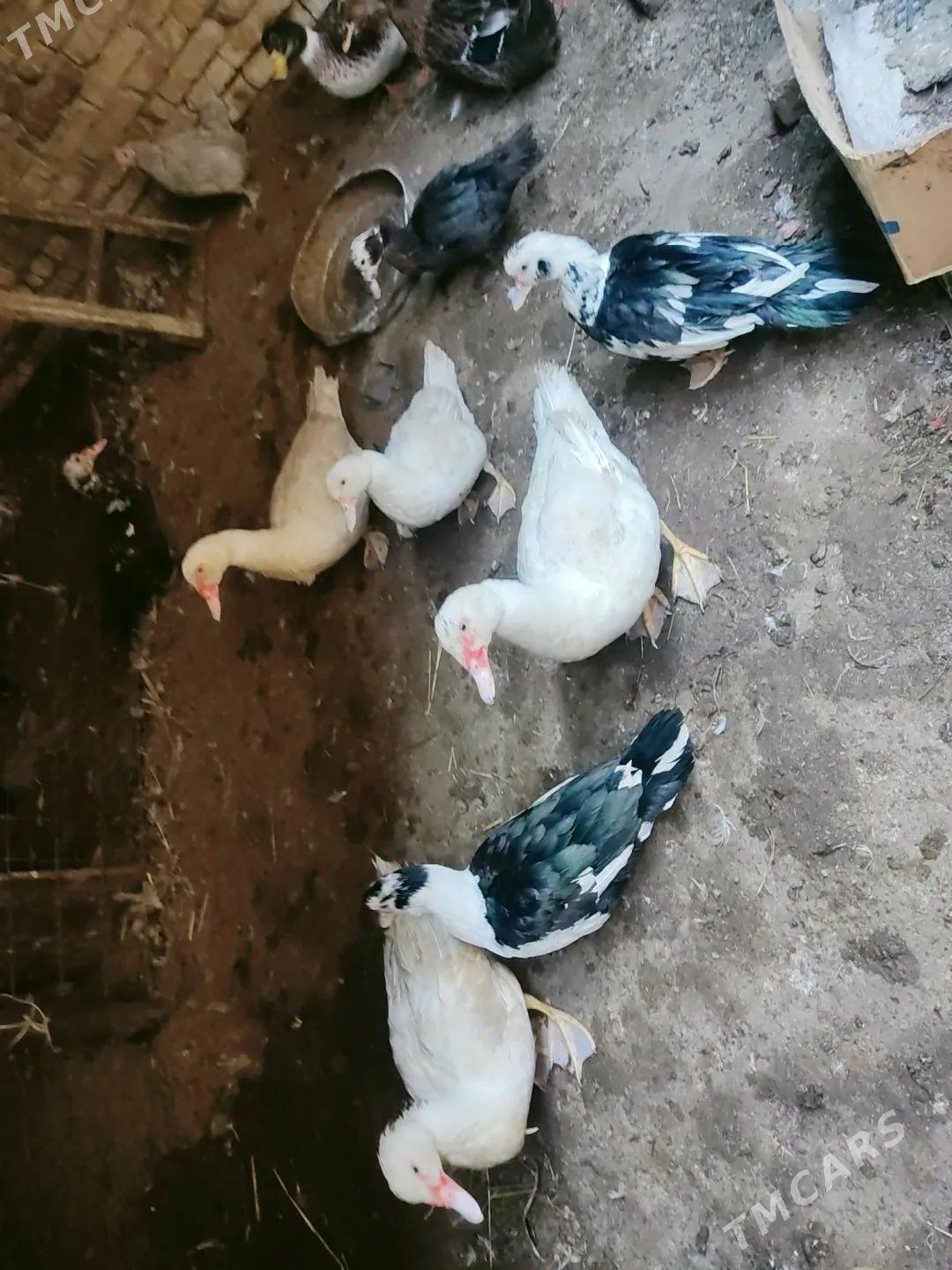 muskus - Чарджоу - img 4