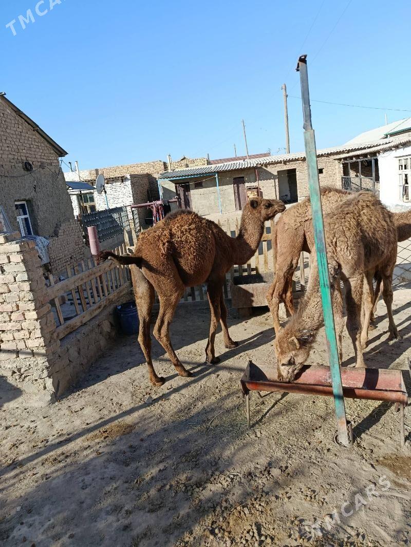 torum - Берекет - img 2