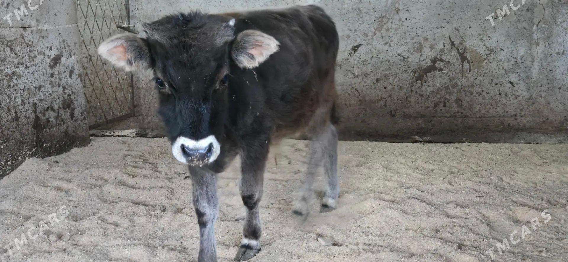 sives okuz - Ашхабад - img 3