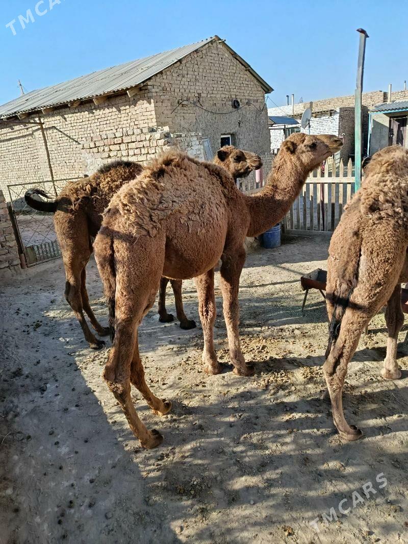 torum - Берекет - img 3