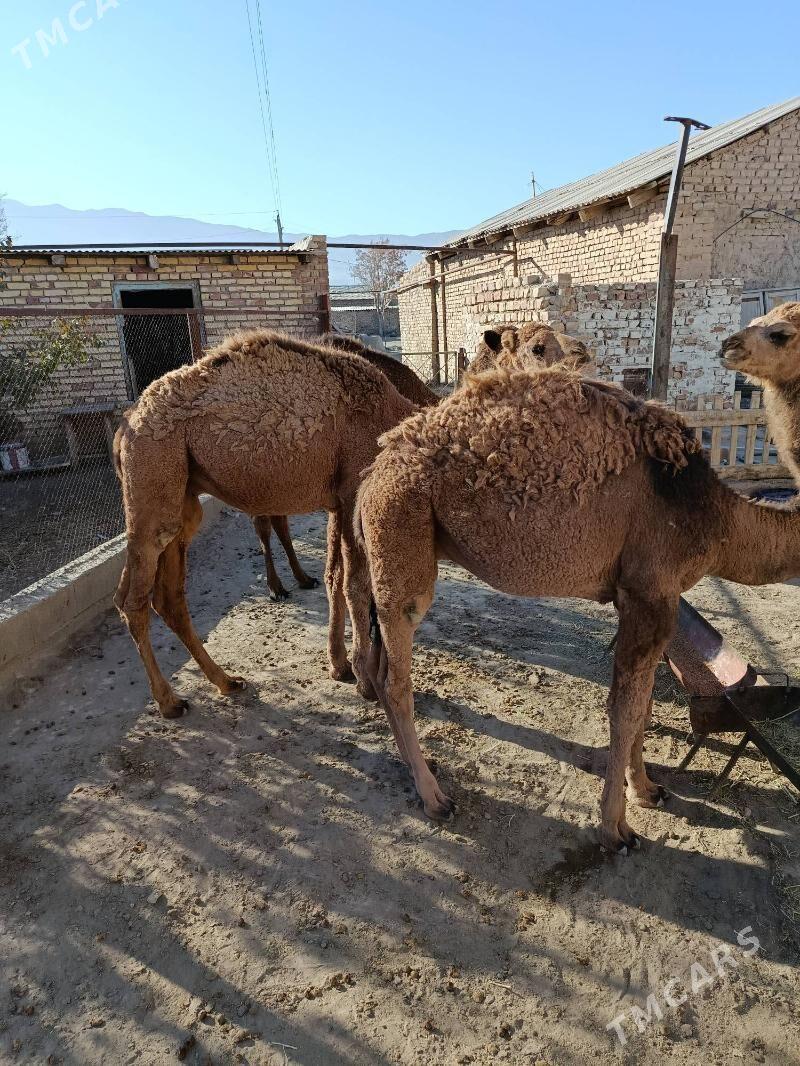 torum - Берекет - img 4