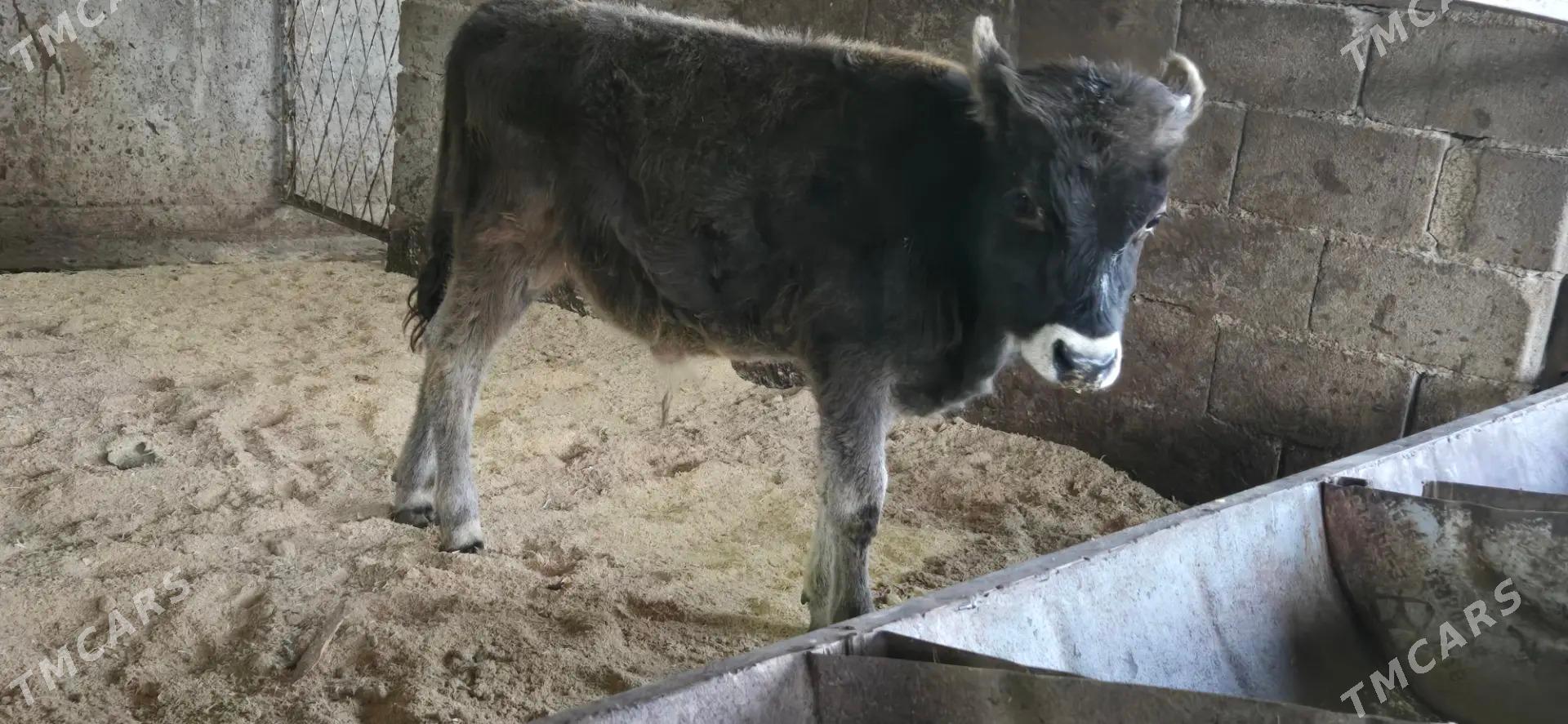 sives okuz - Ашхабад - img 2