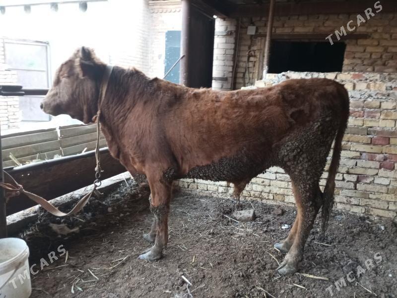 баклык окиз - Туркменабат - img 1