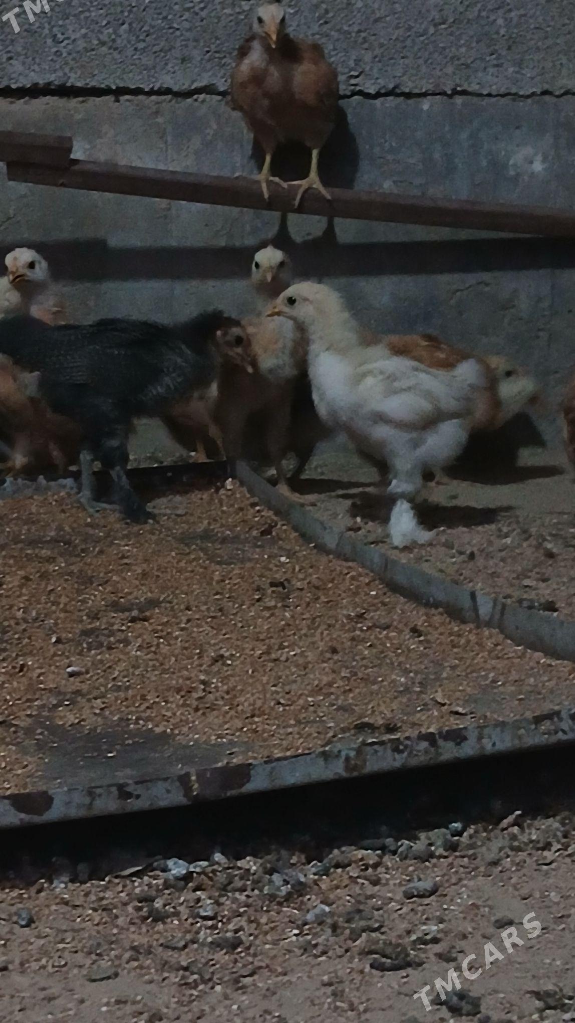 juýje - Махтумкули - img 2