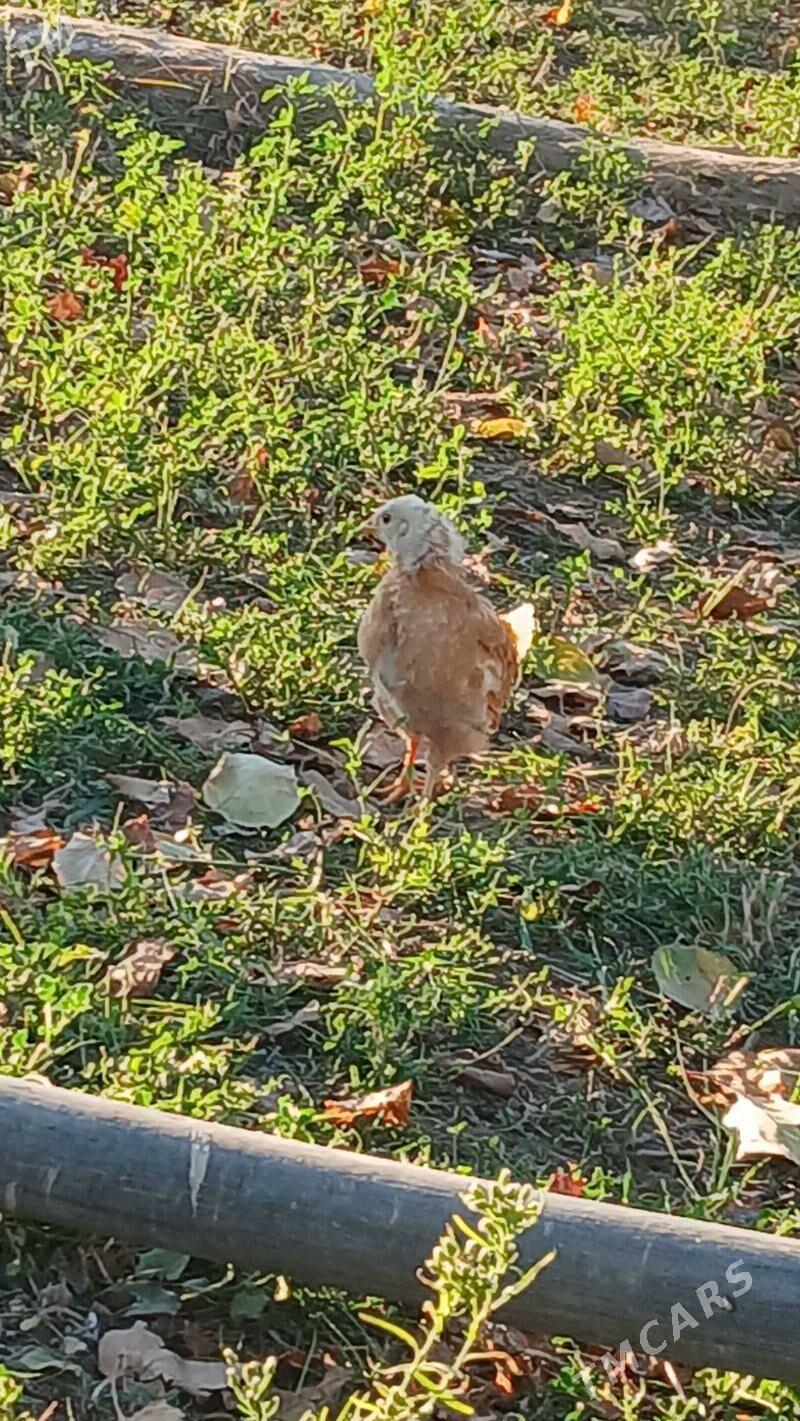 juýje - Махтумкули - img 3