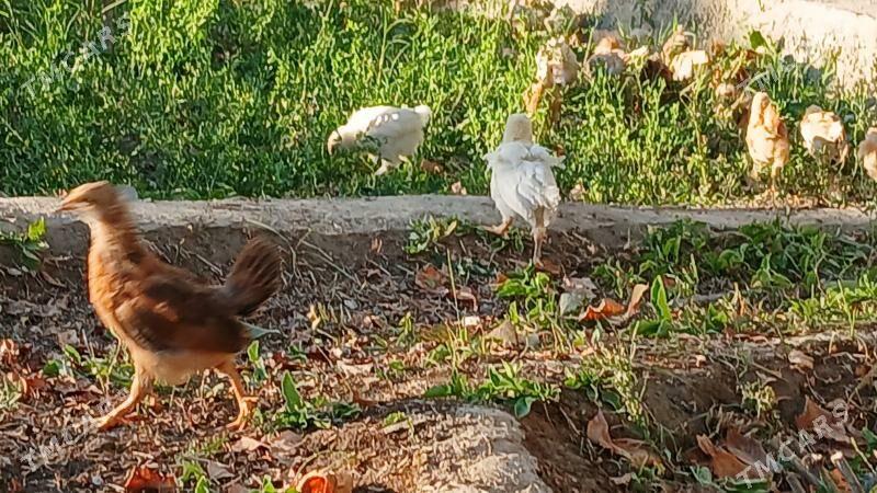 juýje - Махтумкули - img 4