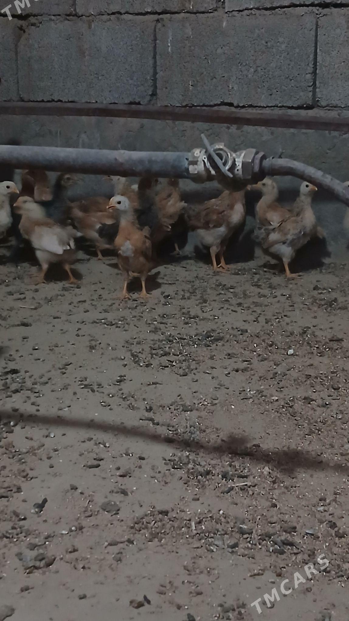 juýje - Махтумкули - img 5