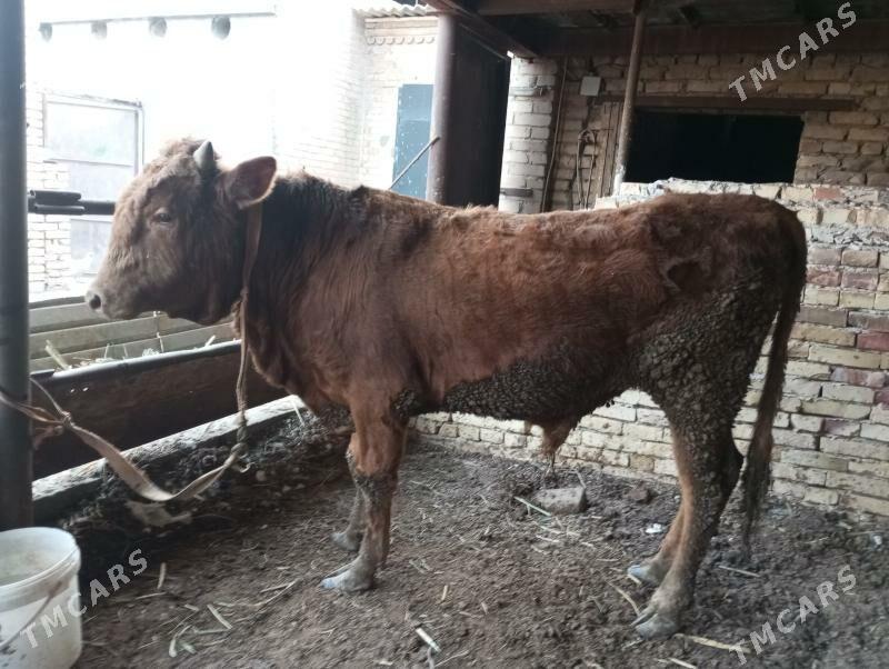 баклык окиз - Туркменабат - img 3