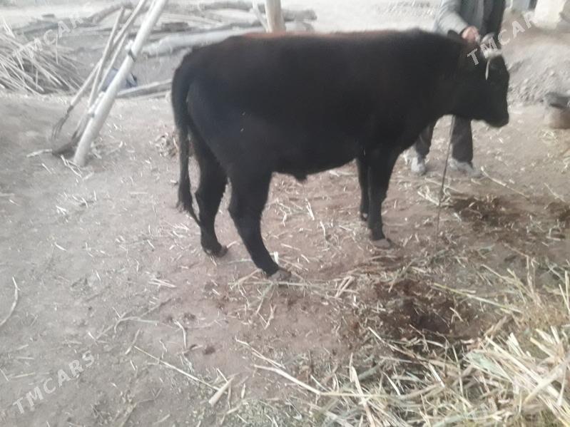 okuz - Губадаг - img 2