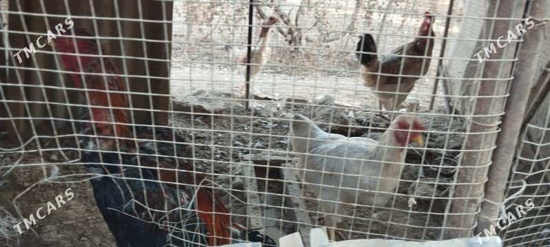 horaz - Дарганата - img 1