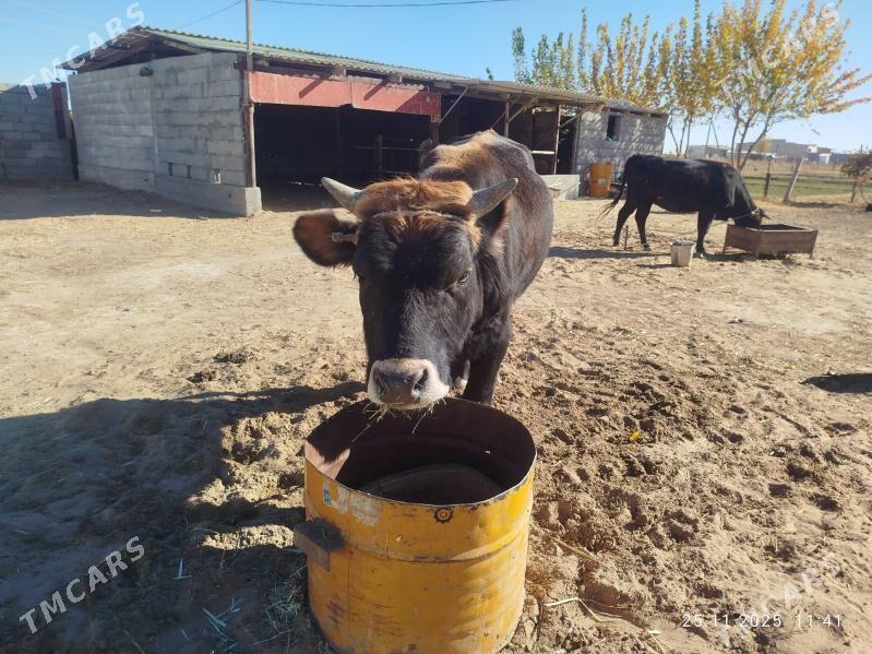 Okuz - Яшлык - img 6