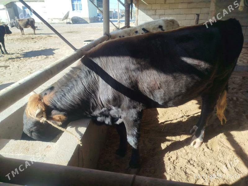 Okuz - Яшлык - img 2