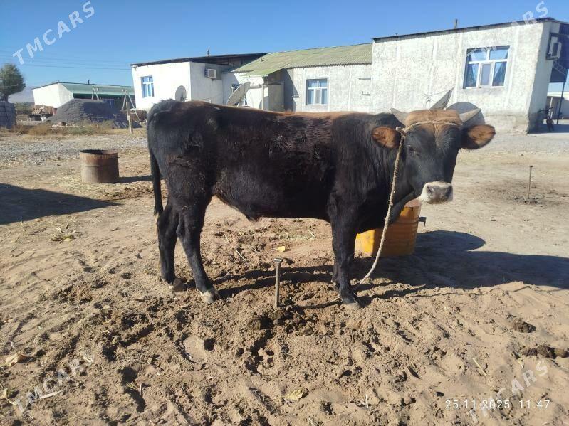 Okuz - Яшлык - img 3