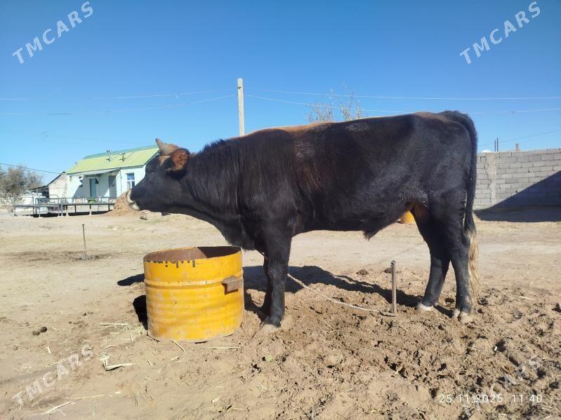 Okuz - Яшлык - img 7