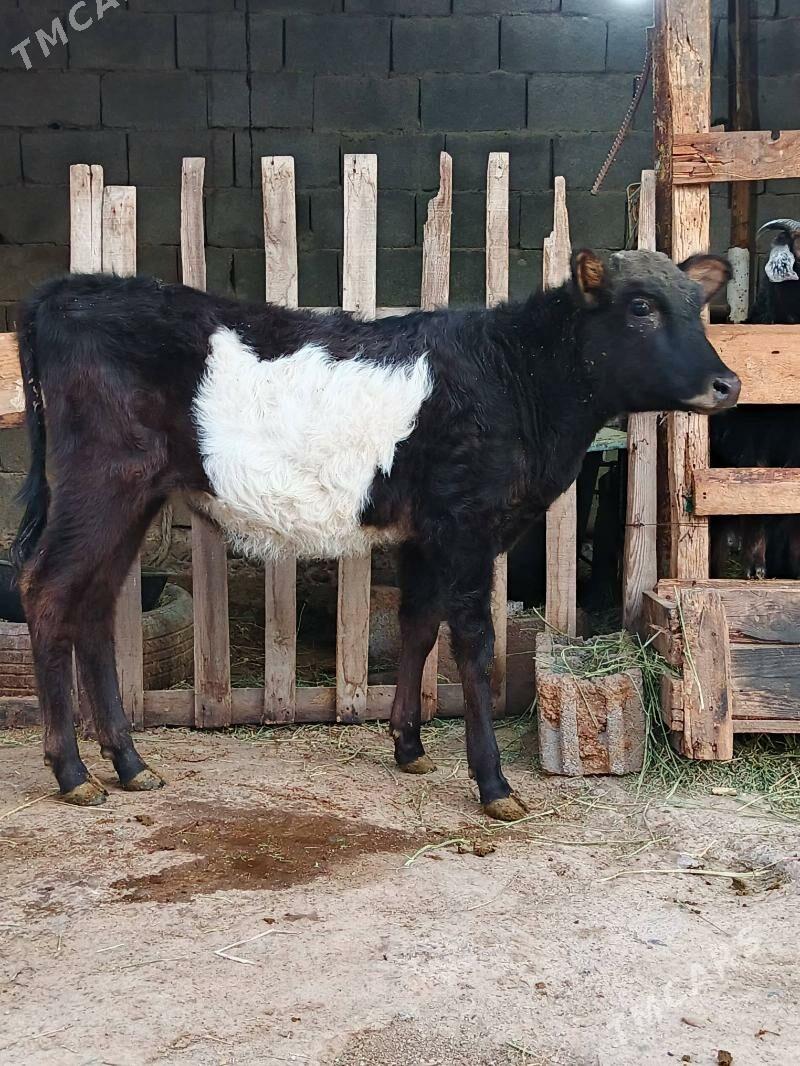 Okuz tuwe - Büzmeýin - img 4