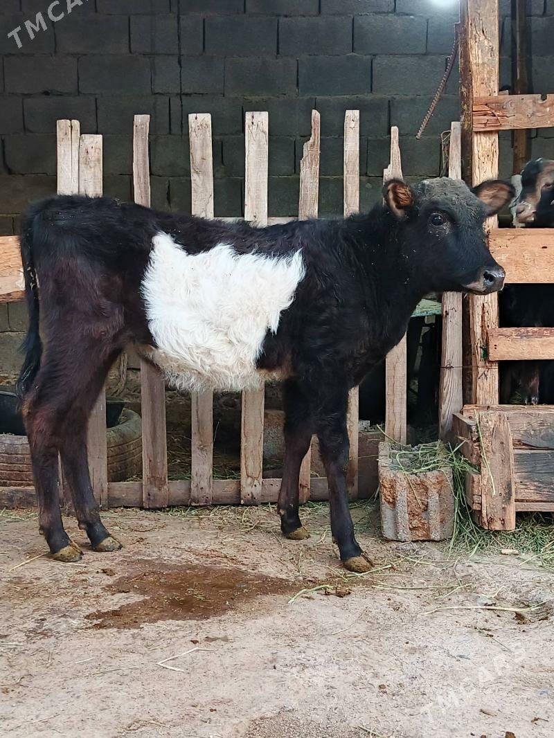 Okuz tuwe - Büzmeýin - img 3