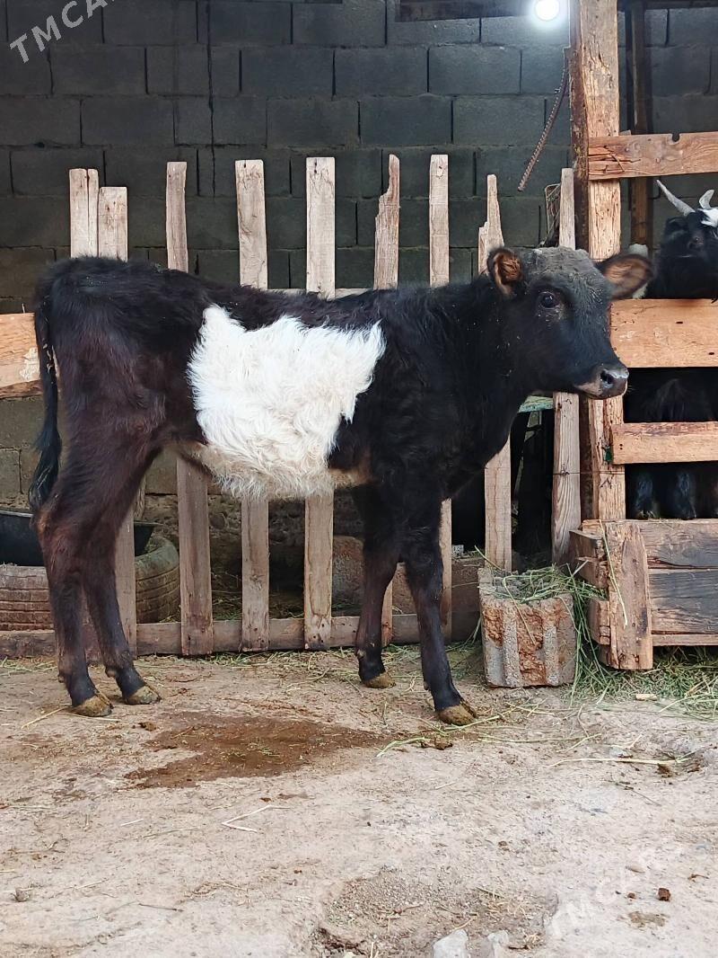 Okuz tuwe - Büzmeýin - img 1