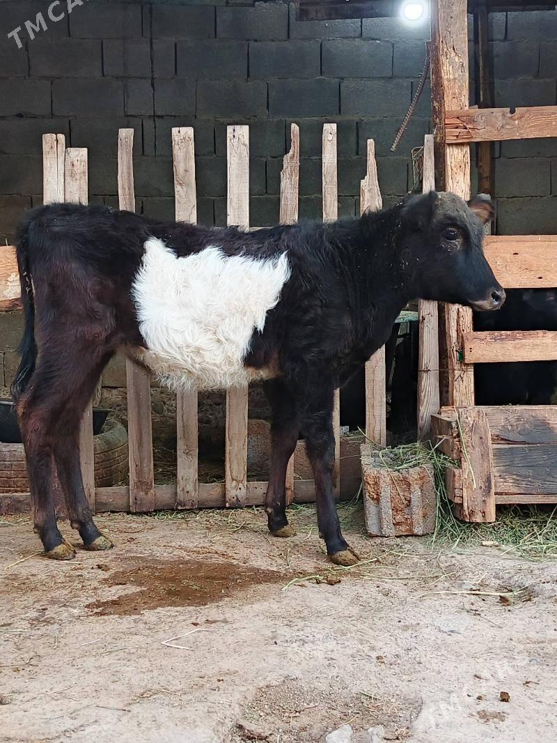 Okuz tuwe - Büzmeýin - img 2