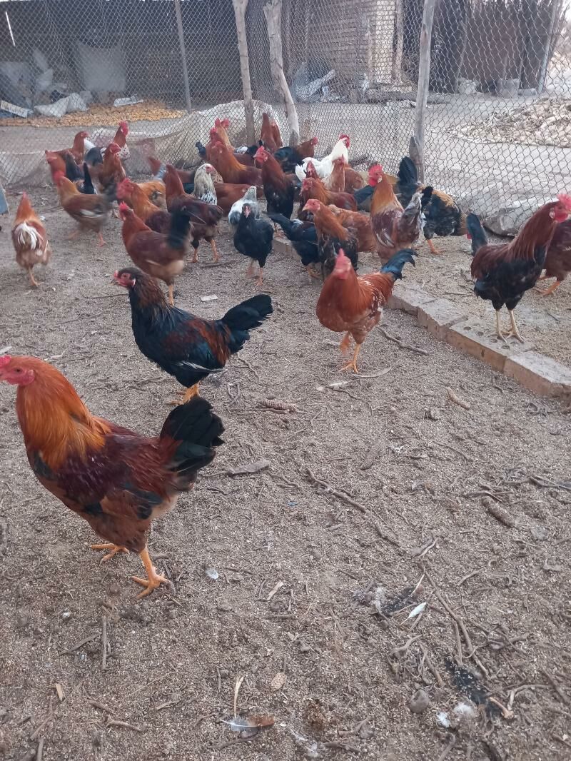 ХОРАЗ - Каракумский этрап - img 3