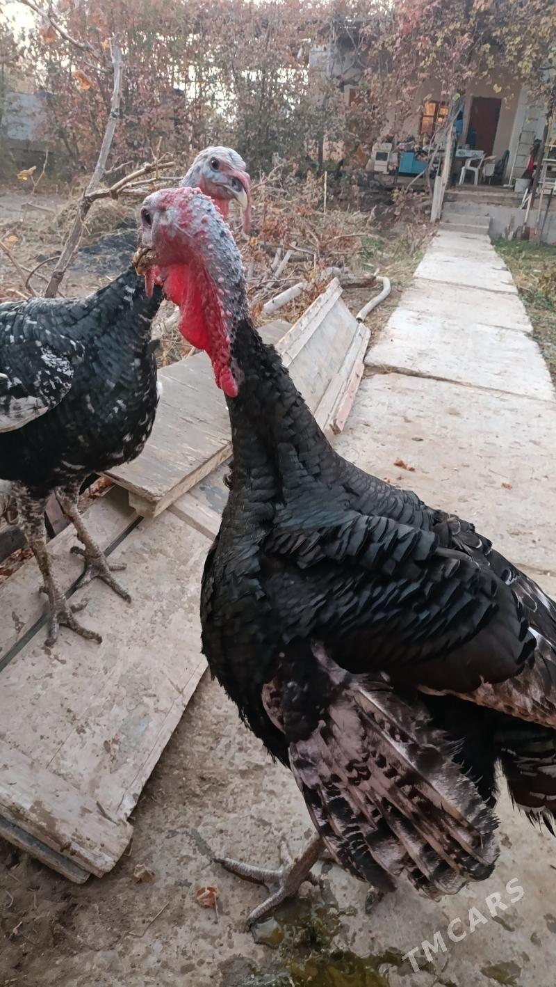 канадский бронзовый индюк - Туркменабат - img 2