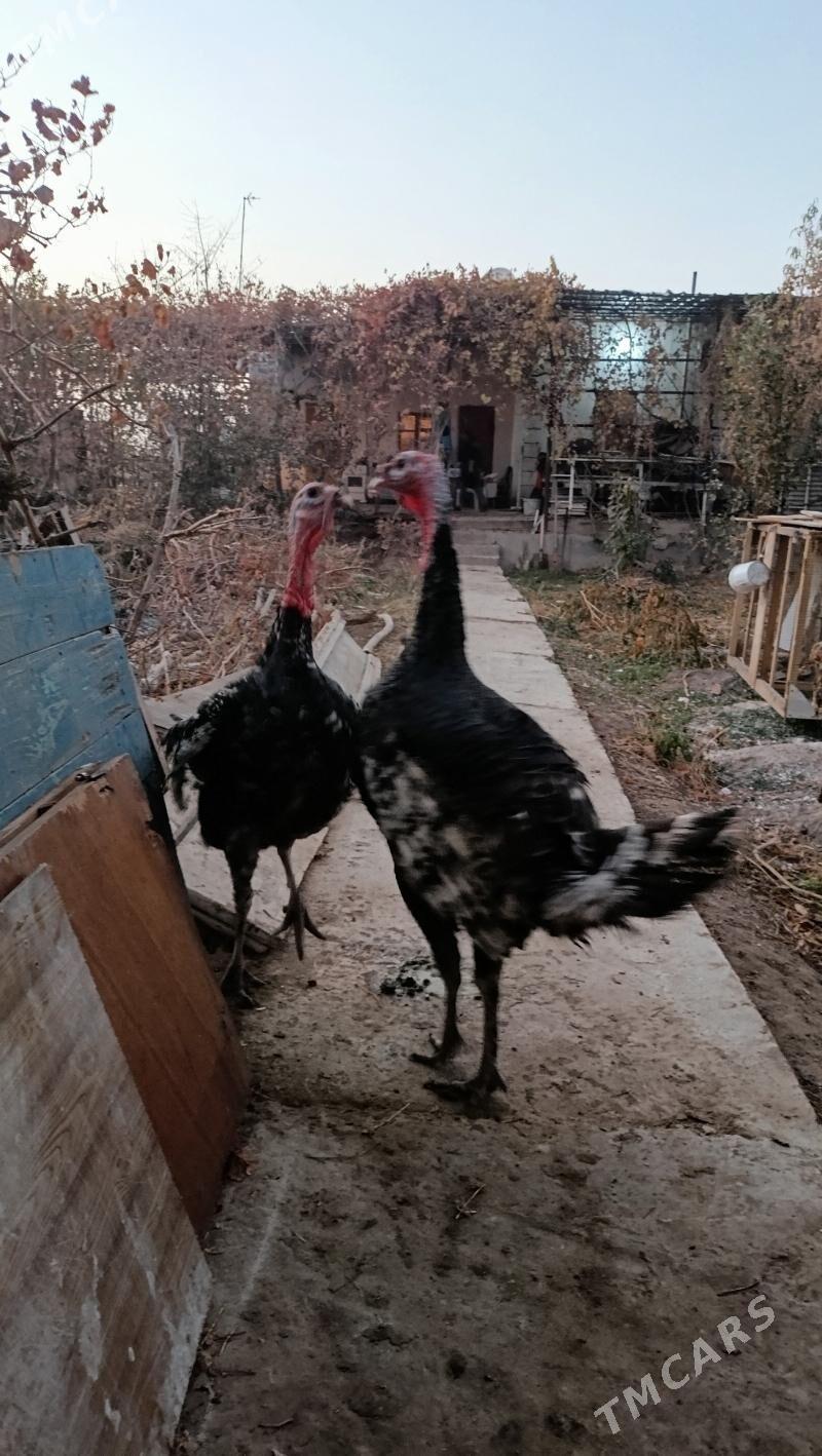 канадский бронзовый индюк - Туркменабат - img 3