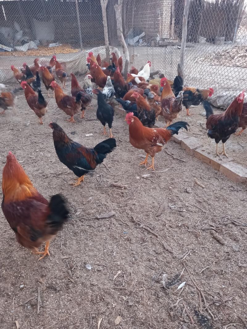 ХОРАЗ - Каракумский этрап - img 2