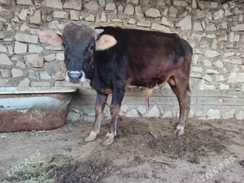 Okuz - Эсенгулы - img 2