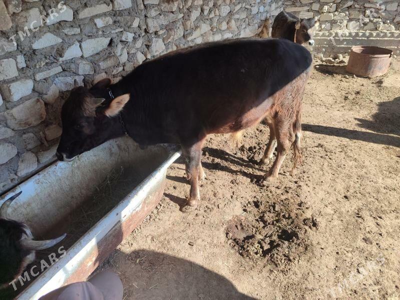 Okuz - Эсенгулы - img 4