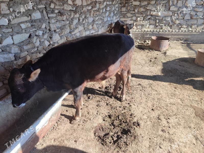 Okuz - Эсенгулы - img 3