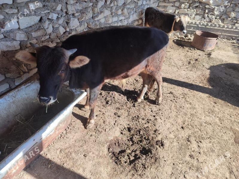 Okuz - Эсенгулы - img 6