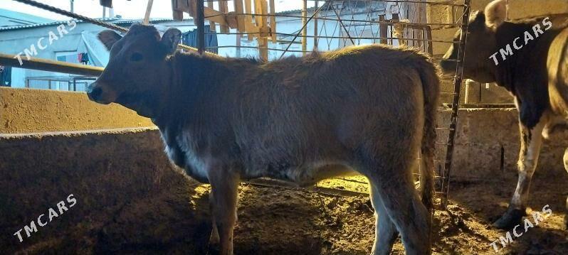 Tüwe - Чоганлы - img 2